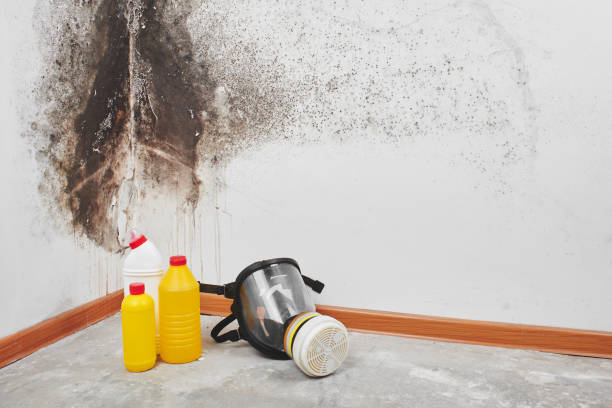 Reliable Montverde, FL Mold Remediation Solutions