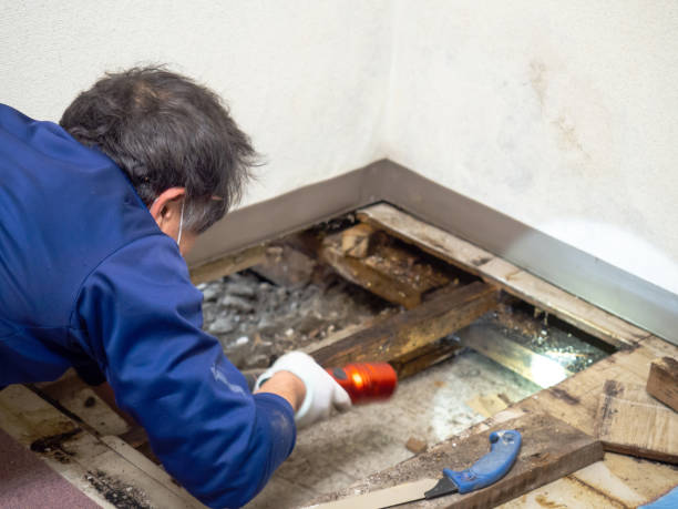 Best Black Mold Remediation in Montverde, FL