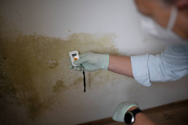 Best Black Mold Remediation in Montverde, FL