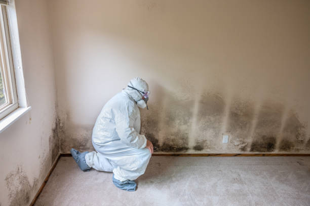 Best Crawl Space Mold Remediation in Montverde, FL