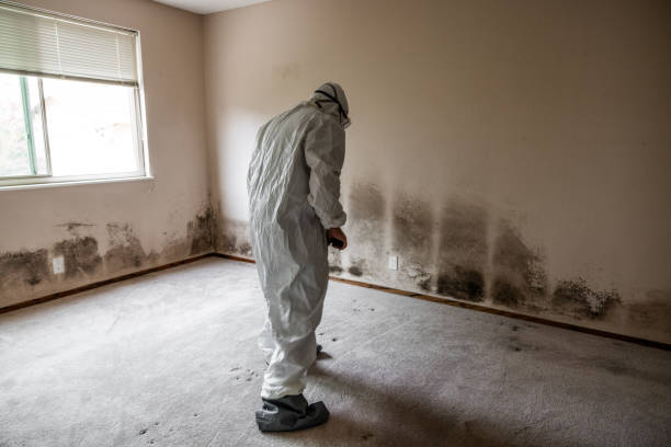 Best Industrial Mold Remediation in Montverde, FL