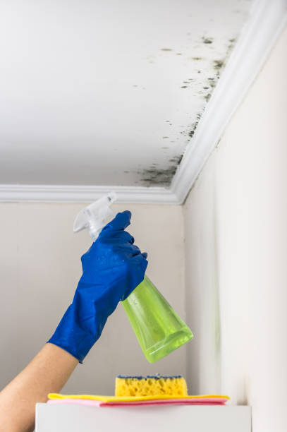 Best Bathroom Mold Remediation in Montverde, FL